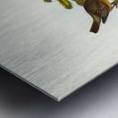 Lunated Pachycephala Pachycephala falcata illustrated by Elizabeth Gould 1804–1841 for John Gould’s 1804-1881 Birds of Australia  Metal print