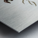 Banded Thickhead Pachycephala pectoralis illustrated by Elizabeth Gould 1804–1841 for John Gould’s 1804-1881 Birds of Australia  Metal print