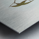 Plumbeous Flycatcher Myiagra plumbea illustrated by Elizabeth Gould 1804–1841 for John Gould’s 1804-1881 Birds of Australia  Metal print