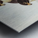 Black-cheeked Falcon Falco melanogenys illustrated by Elizabeth Gould 1804–1841 for John Gould’s 1804-1881 Birds of Australia  Metal print