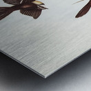 White-shafted Fantail Rhipidura albiscapa illustrated by Elizabeth Gould 1804–1841 for John Gould’s 1804-1881 Birds of Australia  Metal print