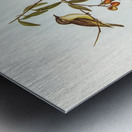 Green-backed Gerygone Gerygone chloronotus illustrated by Elizabeth Gould 1804–1841 for John Gould’s 1804-1881 Birds of Australia  Metal print