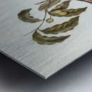 Harmonious Colluricincla Colluricincla harmonica illustrated by Elizabeth Gould 1804–1841 for John Gould’s 1804-1881 Birds of Australia  Metal print