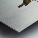 Plain-coloured Pachycephala Pachycephala simplex illustrated by Elizabeth Gould 1804–1841 for John Gould’s 1804-1881 Birds of Australia  Metal print