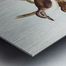 Selby’s Colluricincla Colluricincla Selbii illustrated by Elizabeth Gould 1804–1841 for John Gould’s 1804-1881 Birds of Australia  Impression metal