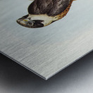 Falcon illustrated by Elizabeth Gould 1804–1841 for John Gould’s 1804-1881 Birds of Australia  Metal print