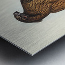 Little Australian Eagle Aquila Morphnoides illustrated by Elizabeth Gould 1804–1841 for John Gould’s 1804-1881 Birds of Australia  Metal print