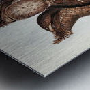 Plumed Podargus Podargus plumiferus illustrated by Elizabeth Gould 1804–1841 for John Gould’s 1804-1881 Birds of Australia  Metal print