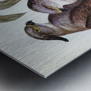 Crested Hawk Lepidogenys subcristatus illustrated by Elizabeth Gould 1804–1841 for John Gould’s 1804-1881 Birds of Australia  Metal print