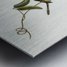 Banded Wren Alurus splendens illustrated by Elizabeth Gould 1804–1841 for John Gould’s 1804-1881 Birds of Australia  Metal print