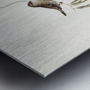 Plain-coloured Finch Amadina modesta illustrated by Elizabeth Gould 1804–1841 for John Gould’s 1804-1881 Birds of Australia  Metal print