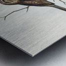 Black-breasted Songlark Cincloramphus cantillans illustrated by Elizabeth Gould 1804–1841 for John Gould’s 1804-1881 Birds of Australia  Metal print