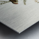 Red-eyebrowed Finch Estrelda temporalis  illustrated by Elizabeth Gould 1804–1841 for John Gould’s 1804-1881 Birds of Australia  Metal print