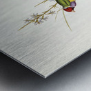 Beautiful Grass Finch Poephila mirabilis Homb&Jacq illustrated by Elizabeth Gould 1804–1841 for John Gould’s 1804-1881 Birds of Australia  Metal print