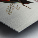 Rainbow Pitta Pitta Iris illustrated by Elizabeth Gould 1804–1841 for John Gould’s 1804-1881 Birds of Australia  Metal print