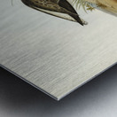 Marsh Sandpiper Totanus stagnatilis illustrated by Elizabeth Gould 1804–1841 for John Gould’s 1804-1881 Birds of Australia  Metal print