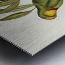 Black-tailed Parakeet Polytelis melanura illustrated by Elizabeth Gould 1804–1841 for John Gould’s 1804-1881 Birds of Australia  Impression metal