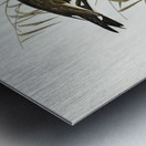 Black-tailed Godwit Limosa Melanuroides illustrated by Elizabeth Gould 1804–1841 for John Gould’s 1804-1881 Birds of Australia  Metal print