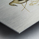 Brown Songlark Cincloramphus cruralis illustrated by Elizabeth Gould 1804–1841 for John Gould’s 1804-1881 Birds of Australia  Metal print