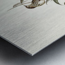 Little chthonicola chthonicola minima illustrated by Elizabeth Gould 1804–1841 for John Gould’s 1804-1881 Birds of Australia  Metal print