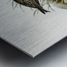 Australian Tringa Schoeniclus Australis illustrated by Elizabeth Gould 1804–1841 for John Gould’s 1804-1881 Birds of Australia  Metal print