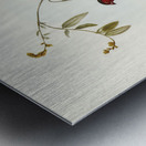 Crimson Finch Estrelda Phaeton illustrated by Elizabeth Gould 1804–1841 for John Gould’s 1804-1881 Birds of Australia  Metal print