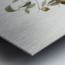 Australian Bell Bird Myzantha melanophrys illustrated by Elizabeth Gould 1804–1841 for John Gould’s 1804-1881 Birds of Australia  Metal print