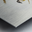 Grey-breasted Robin Eopsaltria griseogularis illustrated by Elizabeth Gould 1804–1841 for John Gould’s 1804-1881 Birds of Australia  Metal print