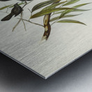 White-winged Chough Corcorax leucopterus illustrated by Elizabeth Gould 1804–1841 for John Gould’s 1804-1881 Birds of Australia  Metal print