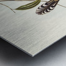 Black-throated Psophodes Psophodes nigrogularis illustrated by Elizabeth Gould 1804–1841 for John Gould’s 1804-1881 Birds of Australia  Metal print