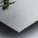 Black-throated Psophodes Psophodes nigrogularis illustrated by Elizabeth Gould 1804–1841 for John Gould’s 1804-1881 Birds of Australia  Metal print