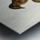 Australian Sphecotheres Sphecotheres Australis illustrated by Elizabeth Gould 1804–1841 for John Gould’s 1804-1881 Birds of Australia  Metal print