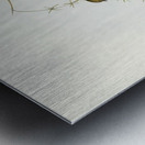 Australian Sphecotheres Sphecotheres Australis illustrated by Elizabeth Gould 1804–1841 for John Gould’s 1804-1881 Birds of Australia  Metal print