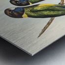 Bauers Parrakeet Platycercus Bauerii illustrated by Elizabeth Gould 1804–1841 for John Gould’s 1804-1881 Birds of Australia  Impression metal