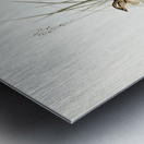 Horsfield’s Mirafra Mirafra Horsfieldii illustrated by Elizabeth Gould 1804–1841 for John Gould’s 1804-1881 Birds of Australia  Metal print