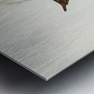 Painted Finch Emblema picta illustrated by Elizabeth Gould 1804–1841 for John Gould’s 1804-1881 Birds of Australia  Metal print