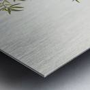 Orange-fronted chat Ephthianura aurifrons illustrated by Elizabeth Gould 1804–1841 for John Gould’s 1804-1881 Birds of Australia  Metal print