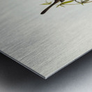 Black-backed Wren Malurus melanotus illustrated by Elizabeth Gould 1804–1841 for John Gould’s 1804-1881 Birds of Australia  Metal print