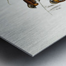 Chestnut-breasted Finch Donacola castaneothorax illustrated by Elizabeth Gould 1804–1841 for John Gould’s 1804-1881 Birds of Australia  Metal print