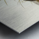 Chestnut-breasted Finch Donacola castaneothorax illustrated by Elizabeth Gould 1804–1841 for John Gould’s 1804-1881 Birds of Australia  Metal print