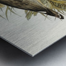 Large-billed Plover Esacus magnirostris illustrated by Elizabeth Gould 1804–1841 for John Gould’s 1804-1881 Birds of Australia  Metal print