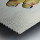 The Princess of Wales&39s Parakeet Polytelis Alexandrae illustrated by Elizabeth Gould 1804–1841 for John Gould’s 1804-1881 Birds of Australia  Metal print