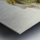 Nocturnal Ground-Parakeet Geopsittacus occidentalis illustrated by Elizabeth Gould 1804–1841 for John Gould’s 1804-1881 Birds of Australia  Metal print