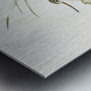 Terek Godwit Terekia cinerea illustrated by Elizabeth Gould 1804–1841 for John Gould’s 1804-1881 Birds of Australia  Metal print