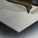 Notornis Notornix Mantelli illustrated by Elizabeth Gould 1804–1841 for John Gould’s 1804-1881 Birds of Australia  Metal print