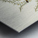 White-throated Honey-eater Melithreptus albogularis illustrated by Elizabeth Gould 1804–1841 for John Gould’s 1804-1881 Birds of Australia  Metal print