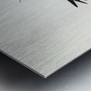 Oriental Pratincole Glareola Orientalis illustrated by Elizabeth Gould 1804–1841 for John Gould’s 1804-1881 Birds of Australia  Metal print