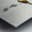 Regulus-like Acanthiza Acanthiza Reguloides illustrated by Elizabeth Gould 1804–1841 for John Gould’s 1804-1881 Birds of Australia  Metal print