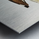 Black-breasted Pewit Sarciophorus pectoralis illustrated by Elizabeth Gould 1804–1841 for John Gould’s 1804-1881 Birds of Australia  Metal print