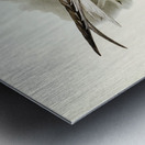 Great-footed Tern Gelochelidon macrotarsa illustrated by Elizabeth Gould 1804–1841 for John Gould’s 1804-1881 Birds of Australia  Metal print